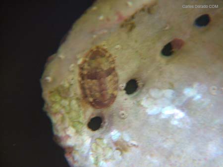 Chiton sp.